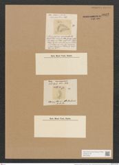 Campylodiscus americanus Ehr. (de-Toni-Nr.: Genus 57, Species 2524) Zeichnungen Sammlung Grunow Nr. 5032 (NHMW-BOT-W0373290)